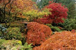 Осенний сад (подбор растений)
