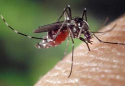 Борьба с комарами и не только