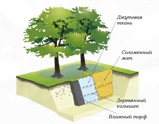 Защита корней дерева от пересыхания и холода