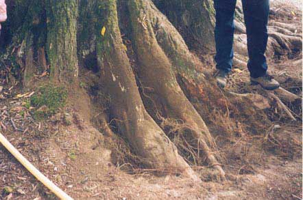 Обножение корней дерева