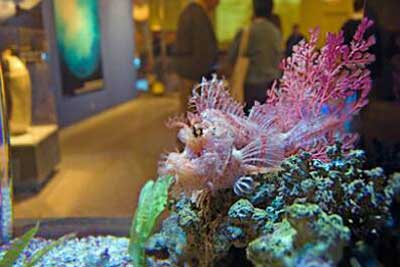 Живые кораллы в морском аквариуме