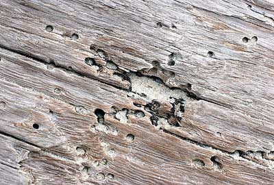 Следы насекомых вредителей на древесине