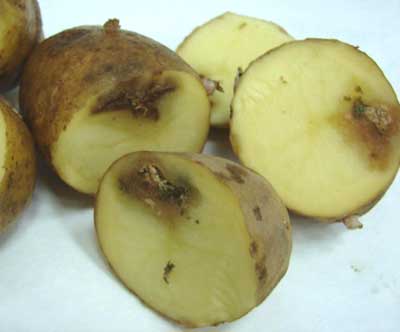 Фомоз картофеля