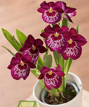 Красота живых орхидей