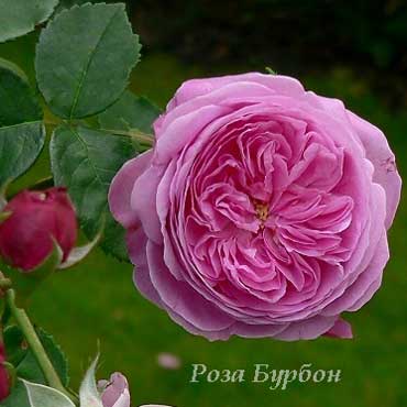 Роза бурбон