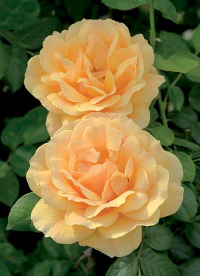 Желтая роза сорта флорибунда